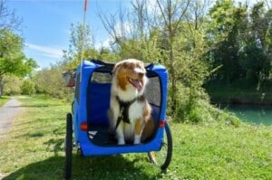 Les remorques pour animaux chez Roulez JEUnesse Loisirs